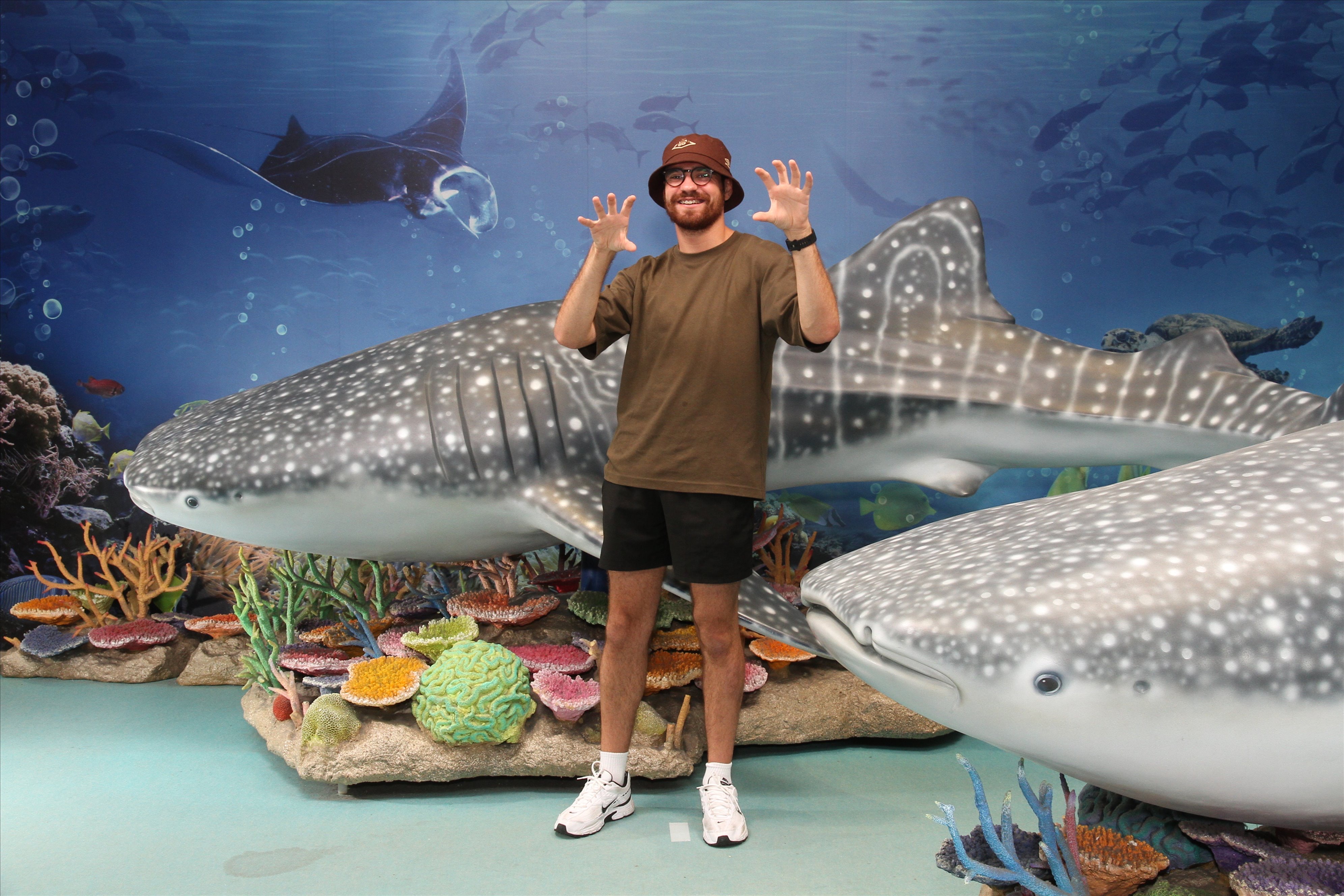 Whale shark aquarium