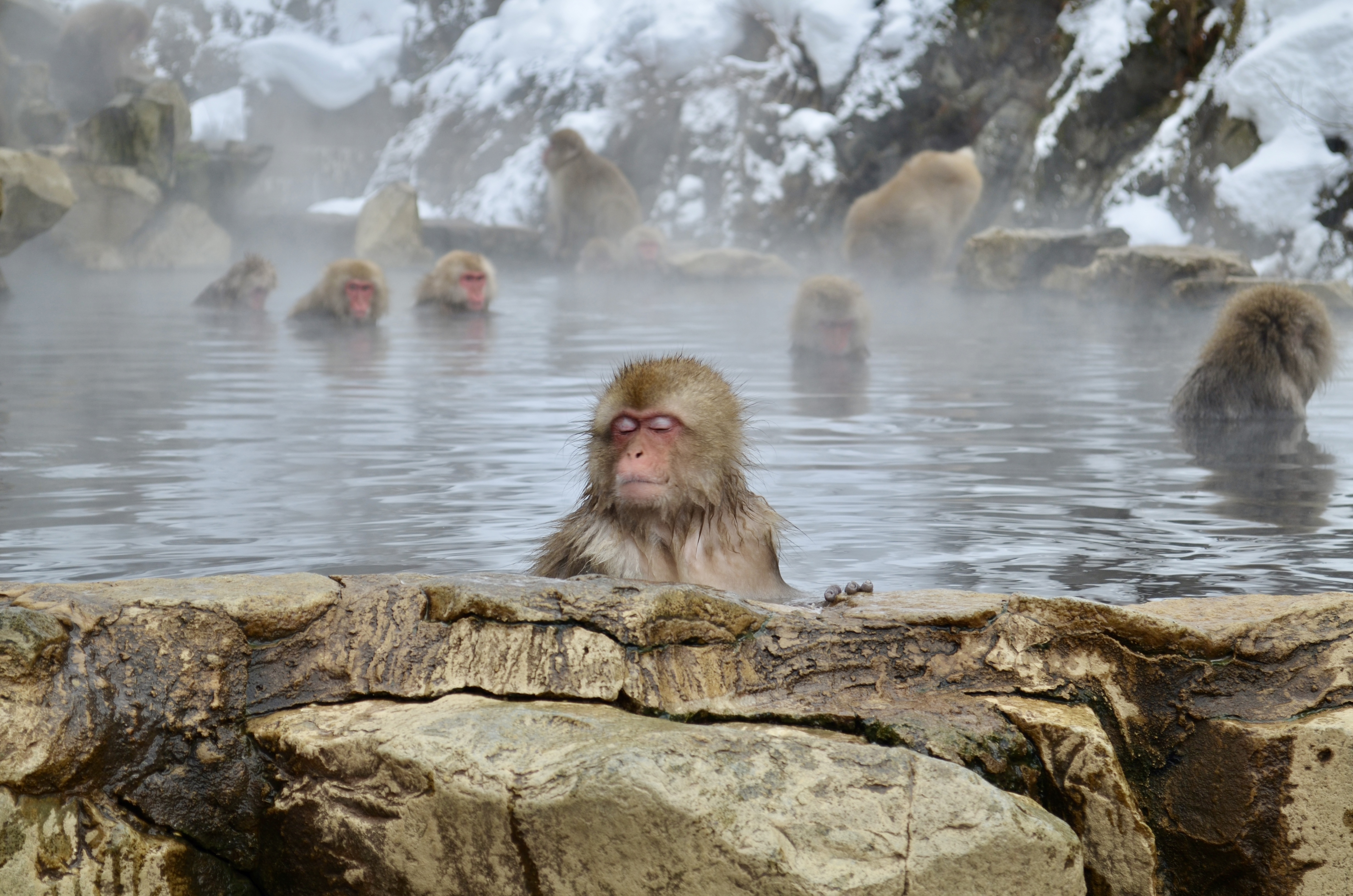 Snow monkey